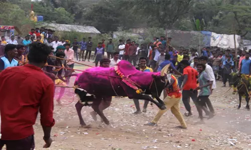 பவளத்தானூர் ஓங்காளியம்மன் கோவில் திருவிழாவில் எருதாட்டம்