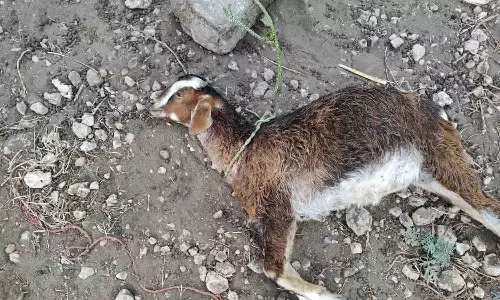 பல்லடத்தில் நாய்கள் கடித்து 6  ஆடுகள் பலி