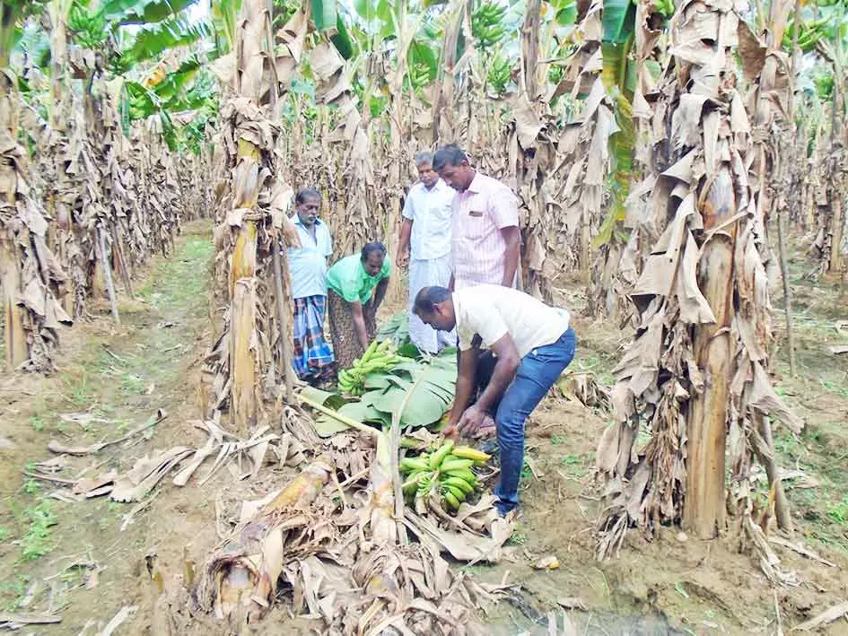 களக்காடு அருகே கரடி அச்சுறுத்தலால் விவசாயிகள் பீதி களக்காடு அருகே கரடி அச்சுறுத்தலால் விவசாயிகள் பீதி