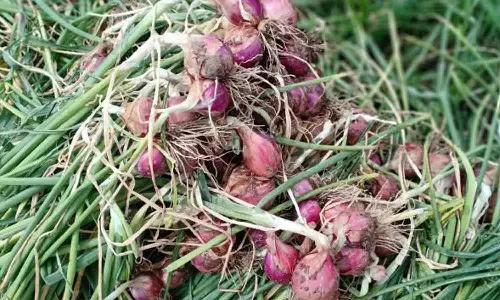 சின்னவெங்காய சாகுபடியில் விவசாயிகள் ஆர்வம்