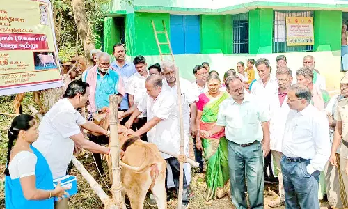 கால்நடைகளுக்கு தடுப்பூசி செலுத்தும் முகாம்