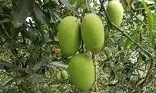 கிருஷ்ணகிரியில் மா ஏற்றுமதி மண்டலம் அமைக்க வேண்டும்