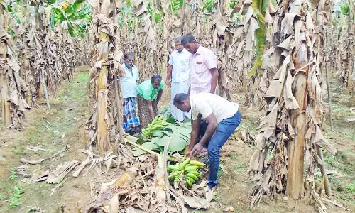 களக்காடு அருகே கரடி அச்சுறுத்தலால் விவசாயிகள் பீதி