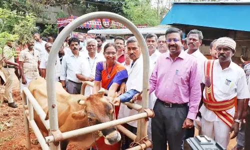 கால்நடைகளுக்கு கோமாரி நோய் தடுப்பூசி  செலுத்தும் பணி - கலெக்டர் தொடங்கி வைத்தார்