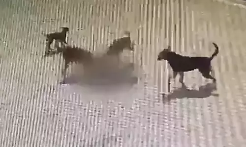 200 முறை நாய் கடித்ததில் 3 வயது சிறுமி பலி