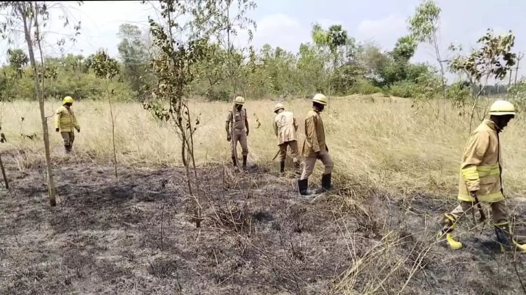 தைல மரக்காடு எரிந்து நாசம்