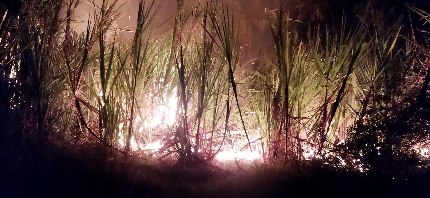 மின் கசிவால்  தீயில் நாசமான கரும்பு தோட்டம்