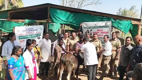 நீலகிரியில் இலவச கால்நடை மருத்துவ முகாம்