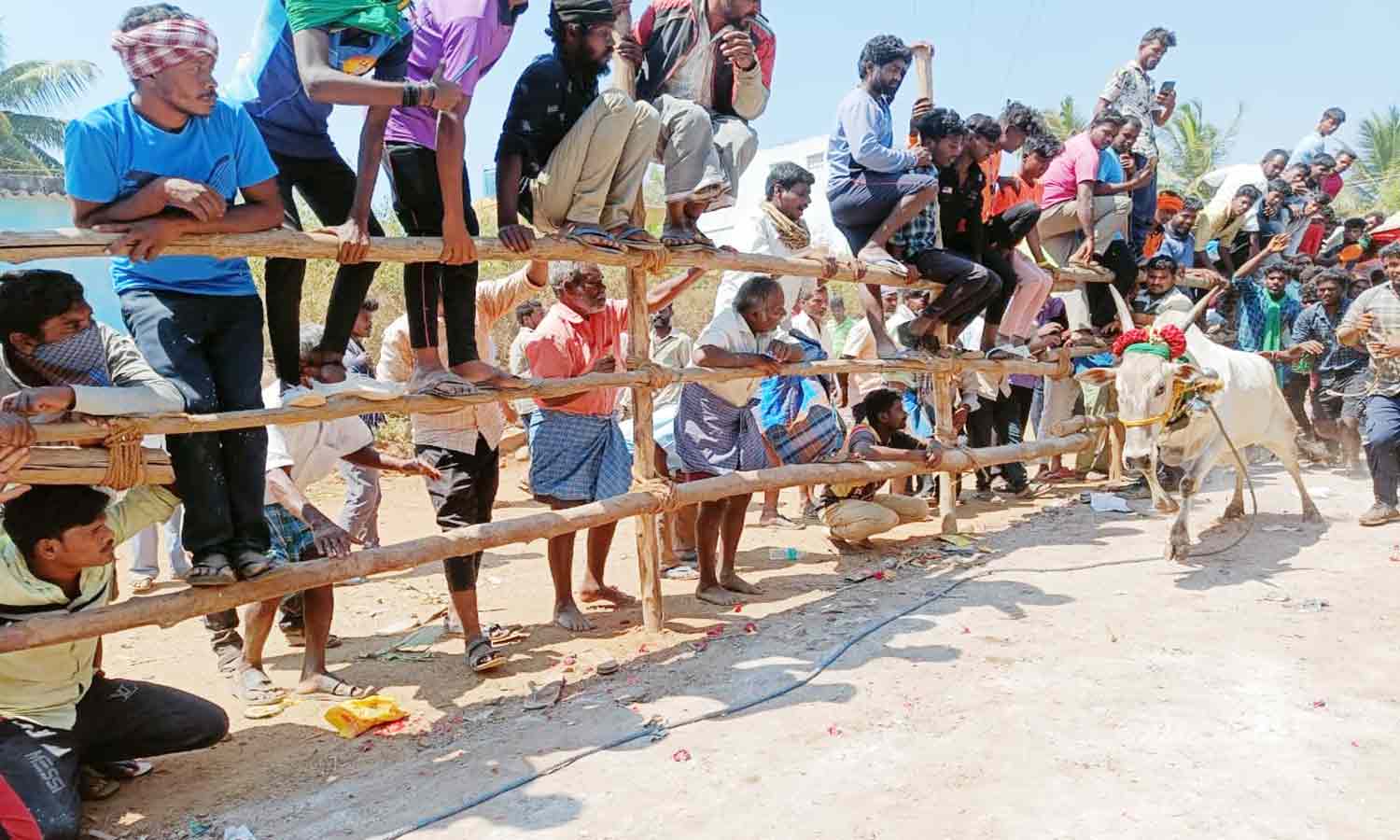 காளை விடும் விழாவில் மாடு முட்டி 16 பேர் காயம் காளை விடும் விழாவில் மாடு முட்டி 16 பேர் காயம்