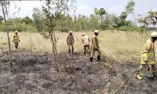 தைல மரக்காடு எரிந்து நாசம்