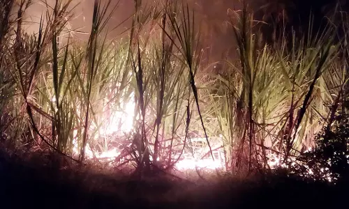 மின் கசிவால்  தீயில் நாசமான கரும்பு தோட்டம்