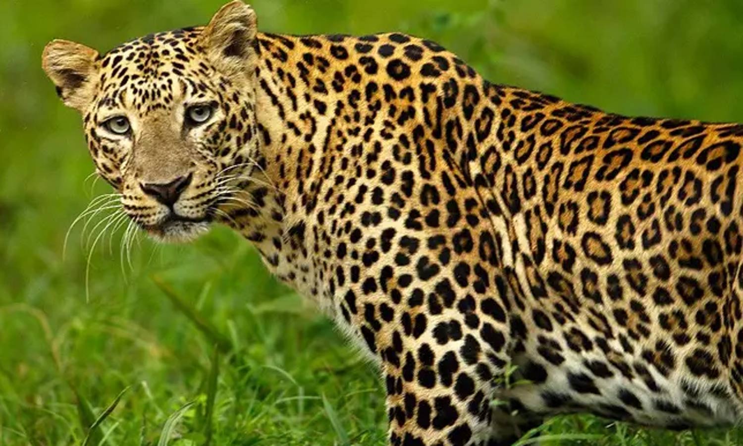 மாஞ்சோலையில் சிறுத்தை தாக்கியதில் பெண் தொழிலாளி காயம்