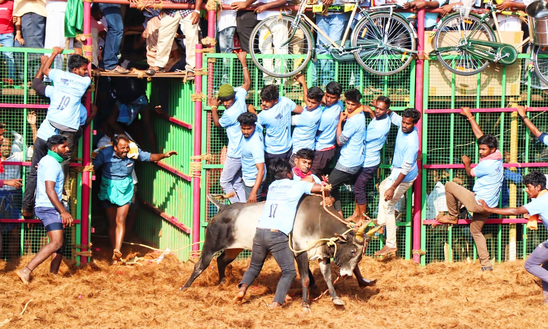 தஞ்சை மாதாக்கோட்டை ஜல்லிக்கட்டில் சீறிப்பாய்ந்து வந்த காளைகளின் திமிலை பிடித்து அடக்கிய வீரர்கள்