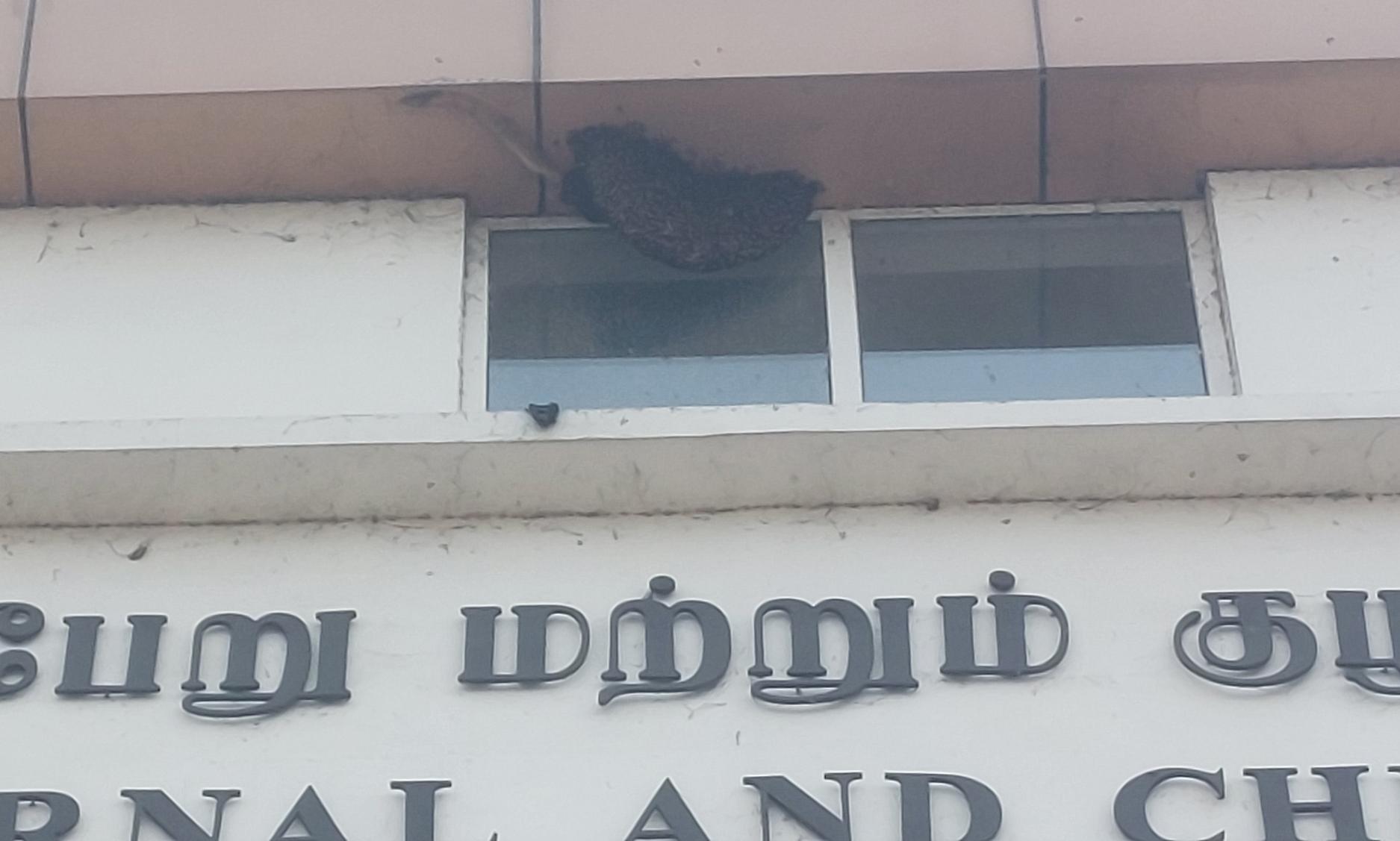 திருவள்ளூரில் அரசு மருத்துவமனையில் தேன்கூடு இருப்பதால் நோயாளிகள் அச்சம் Tamil News Patients