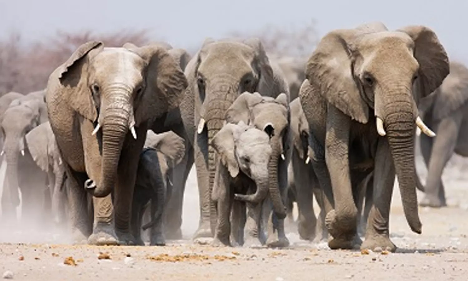 கூட்டம், கூட்டமாக படையெடுக்கும் யானைகள் கூட்டம், கூட்டமாக படையெடுக்கும் யானைகள்