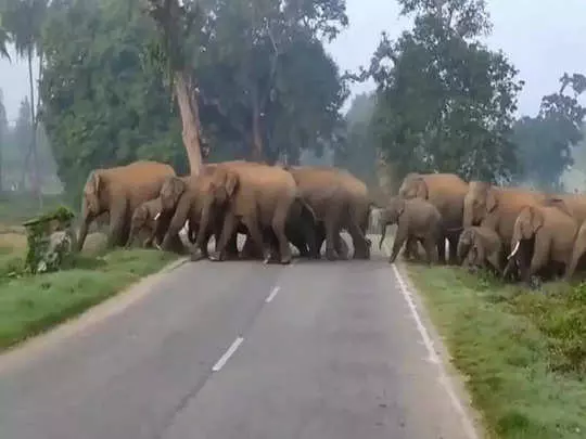 குட்டிகளுடன் பஸ்சை வழி மறித்த யானைகள்