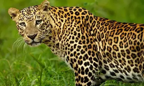 மாஞ்சோலையில் சிறுத்தை தாக்கியதில் பெண் தொழிலாளி காயம்