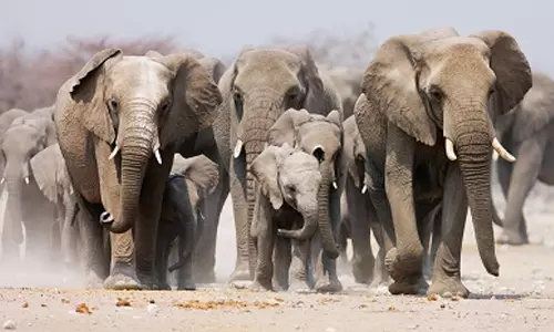 கூட்டம், கூட்டமாக படையெடுக்கும் யானைகள்