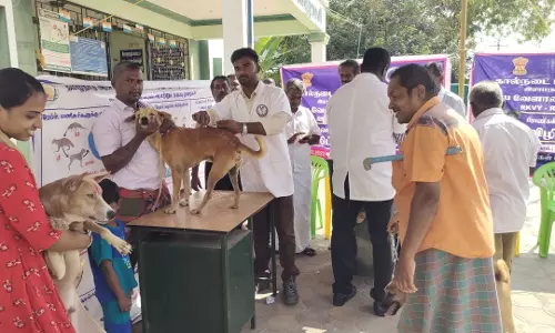 கால்நடைகளுக்கு தடுப்பூசி முகாம்