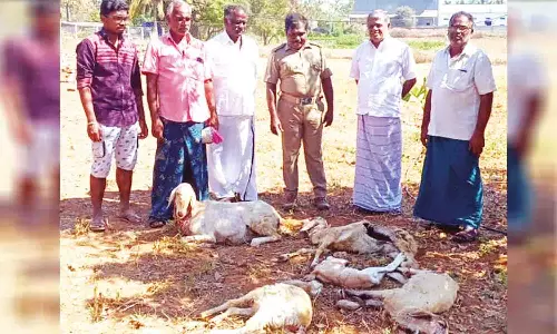 காங்கயம் அருகே வெறிநாய்கள் கடித்ததில் 5 ஆடுகள் பலி