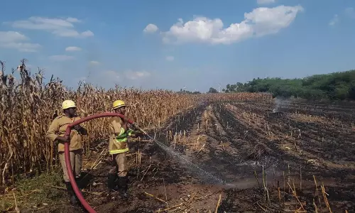 குன்னம் அருகே அறுவடை செய்யப்பட்ட 100 மூட்டை மக்காச்சோளம் தீயில் எரிந்து நாசம்