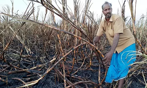 காட்டுமன்னார்கோவில் அருகே  கரும்பு தோட்டத்துக்கு தீ வைப்பு:ரூ.20 லட்சம் மதிப்புள்ள கரும்புகள் சேதம்