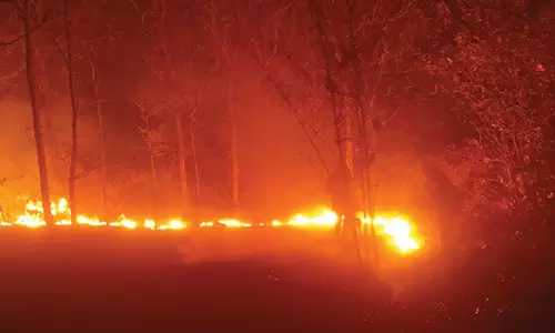 காடையாம்பட்டி அருகே மூங்கில் தோட்டத்தில் தீ விபத்து