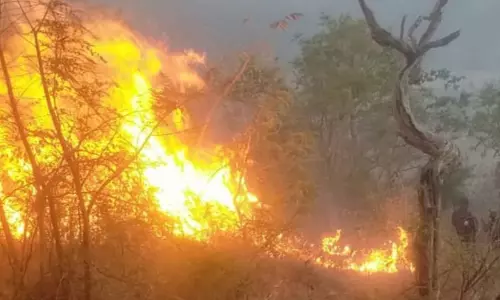 காட்டுத்தீயை நள்ளிரவு வரை போராடி அணைத்த வனத்துறையினர்