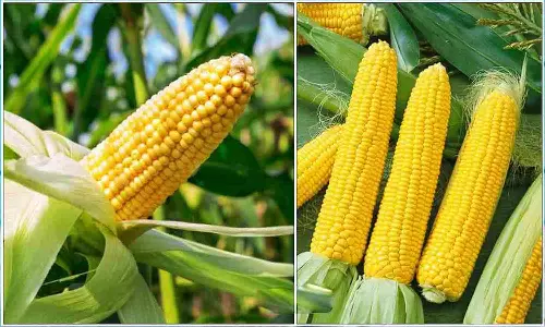 மக்காச்சோள  விலை - முன்னறிவிப்பு தகவல்கள் அறிவிப்பு