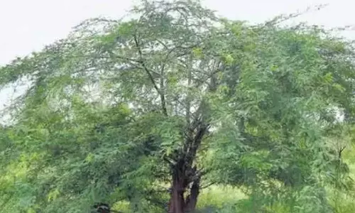 உடுமலை வனப்பகுதியில் சீமை கருவேல மரங்களை அகற்றும் பணி  மீண்டும் தொடக்கம்