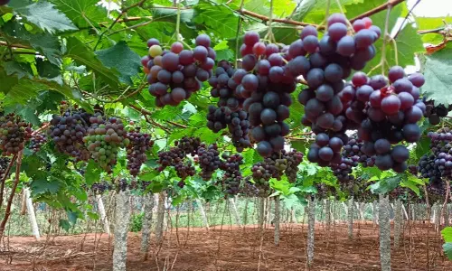 திண்டுக்கல் பகுதியில் இருந்து வெளிமாநிலங்களுக்கு ஏற்றுமதி செய்யப்படும் பன்னீர் திராட்சை