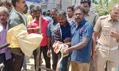 டாஸ்மாக் கடையில் புகுந்த சாரைபாம்பு- மது பிரியர்களை 3 மணி நேரம் காக்க வைத்தது