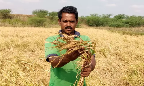 கயத்தாறு அருகே அறுவடைக்கு தயாராக இருந்த நெற்பயிர்களை நாசப்படுத்திய காட்டுப்பன்றிகள்