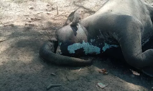 காரமடையில் மர்மமான முறையில் இறந்து கிடந்த பெண் யானை