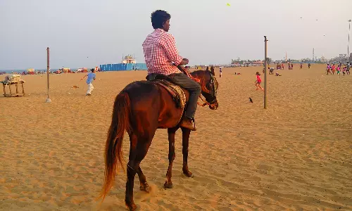 மெரினா கடற்கரையில் குதிரை எட்டி உதைத்ததில் சிறுவனின் மூக்கு உடைந்தது