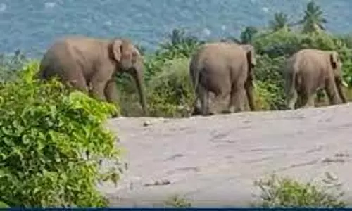 கிராமப்பகுதியில் சுற்றித்திரிந்த 4 காட்டு யானைகள்