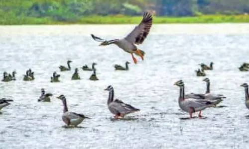 காப்பு காடுகளில் 2-ம் கட்டமாக பறவைகள் கணக்கெடுப்பு