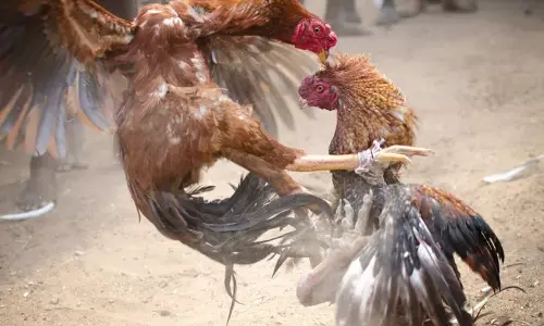 சேவல் வைத்து சூதாடிய 6 பேர் மீது வழக்கு