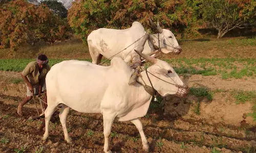 மழைநீரை சேகரிக்க கோடை உழவு - வேளாண் பல்கலைக்கழகம் அறிவுறுத்தல்
