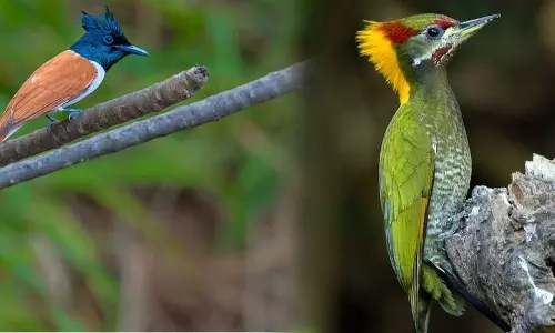 50-க்கும் மேற்பட்ட நிலவாழ் பறவை இனங்கள் கணக்கெடுப்பு