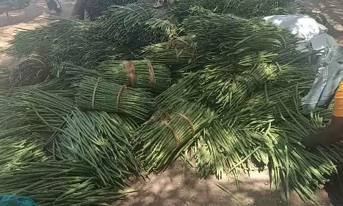 வெள்ளகோவிலில் வரத்து அதிகரிப்பால் முருங்கைக்காய் கிலோ ரூ.25 விற்பனை