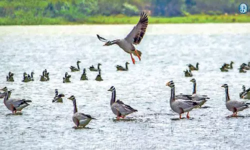குமரி மாவட்டத்தில் 2-வது கட்டமாக பறவைகள் கணக்கெடுப்பு - 173 இனங்கள் கண்டறியப்பட்டன