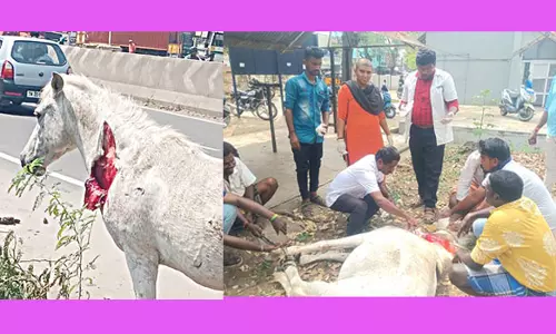 உடலில் வெட்டுக்காயத்துடன் சுற்றித்திரிந்த குதிரை