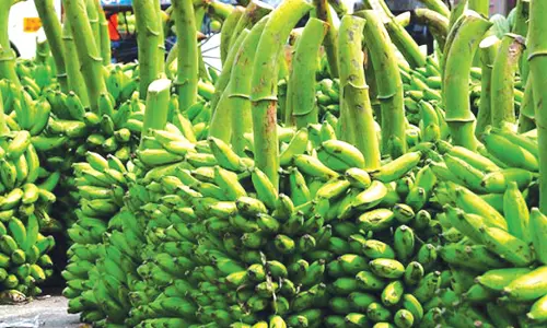 வரத்து குறைவால் வாழைத்தார் விலை உயர்வு