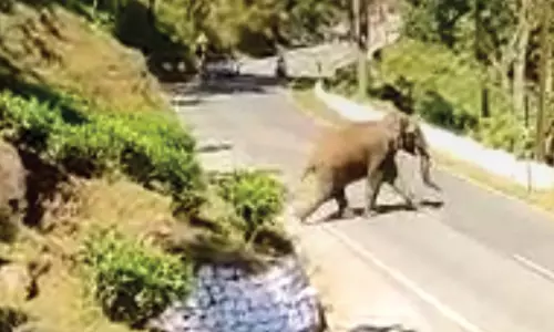 ேகாத்தகிரி-மேட்டுப்பாளையம் சாலையில் வாகனங்களை மறித்த ஒற்றை காட்டு யானை