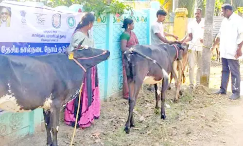 கோமாரி நோய் தடுப்பூசி முகாம்