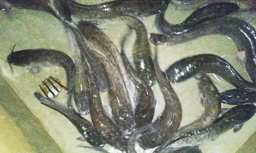 வீட்டில் வளர்த்த ஆப்பிரிக்கன் கெளுத்தி மீன்கள் பறிமுதல்