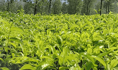 தேயிலை செடிகளுக்கு ஸ்பிரிங்லர் மூலம் தண்ணீர் தெளிப்பு