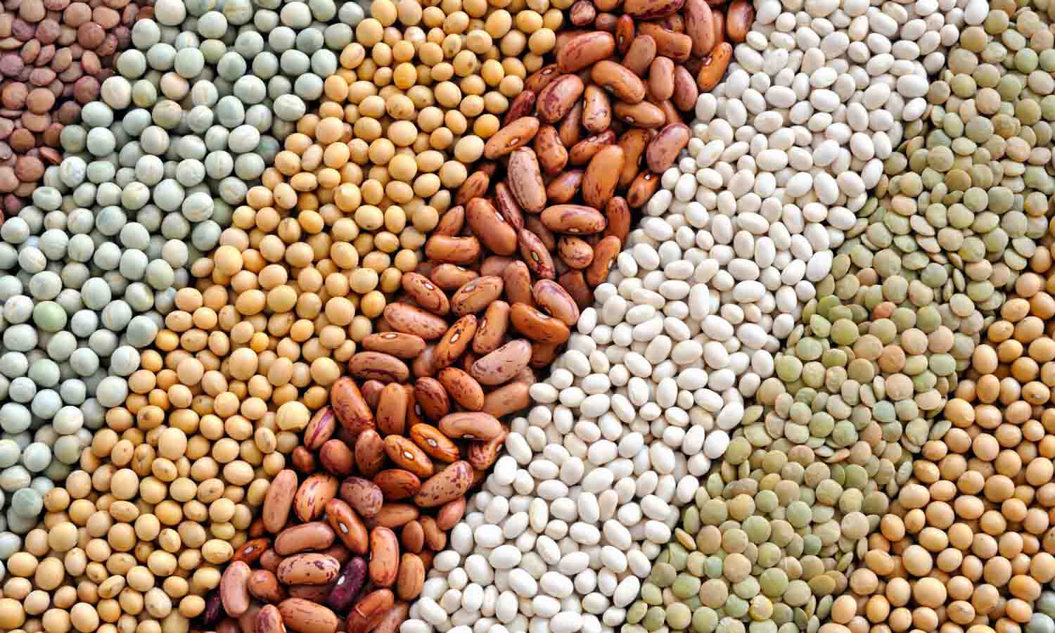 ஒழுங்குமுறை விற்பனை கூடங்களில் உளுந்து, பச்சை பயிறு நேரடி கொள்முதல் - வேளாண் அதிகாரிகள் தகவல்