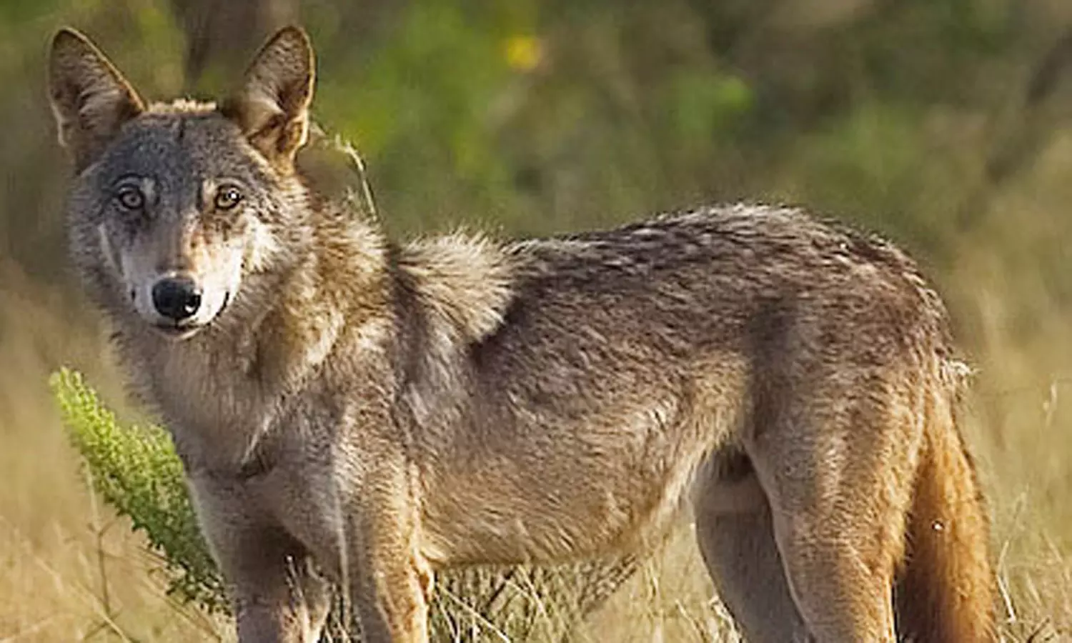 ஆந்திர வனப்பகுதியில் பல ஆண்டுகளுக்கு பிறகு இந்திய ஓநாய்கள் நடமாட்டம் அதிகரிப்பு ஆந்திர வனப்பகுதியில் பல ஆண்டுகளுக்கு பிறகு இந்திய ஓநாய்கள் நடமாட்டம் அதிகரிப்பு